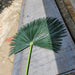 69" Outdoor UV-Resistant Artificial Washington Palm Branch Stem -Green (Pack of 10) - PUV180200