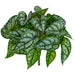 11" Outdoor UV-Resistant Artificial Peperomia Argyreia Plant -2 Tone Green (Pack of 12) - PUV-191540