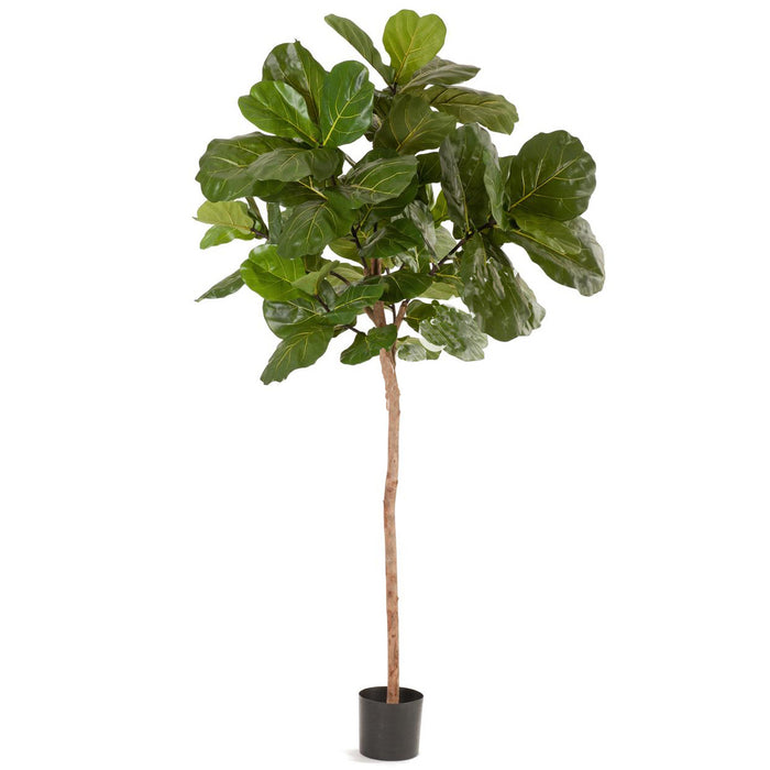 6' Large Leaf Fiddle Fig Silk Tree w/Pot -Green - SAFB165TZ