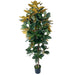 6' Multi Wood Trunk Flowering Magnolia Silk Tree w/Pot -White/Green - SAFB270TI