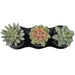 3.5"Hx8.75"W Assorted Succulent Artificial Plants w/Ceramic Pots & Tray -Green/Burgundy - SAFDYJT17A