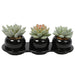 3.5"Hx8.75"W Assorted Succulent Artificial Plants w/Ceramic Pots & Tray -Green/Burgundy - SAFDYJT17A