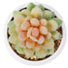 4" Set Of Assorted Succulent Artificial Plants w/Pots -Green/Burgundy - SAFDYJT1BCDE