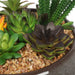 7"Hx10"W Artificial Mixed Succulent Garden w/Planter -Burgundy/Green - SAFDYJT31A