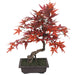 20"Hx16"W Silk Maple Bonsai Tree w/Planter -Burgundy/Red - SAFDYPA072