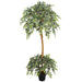 6' Natural Trunk Silk Ficus Tree w/Pot -Variegated - SAFTCP104