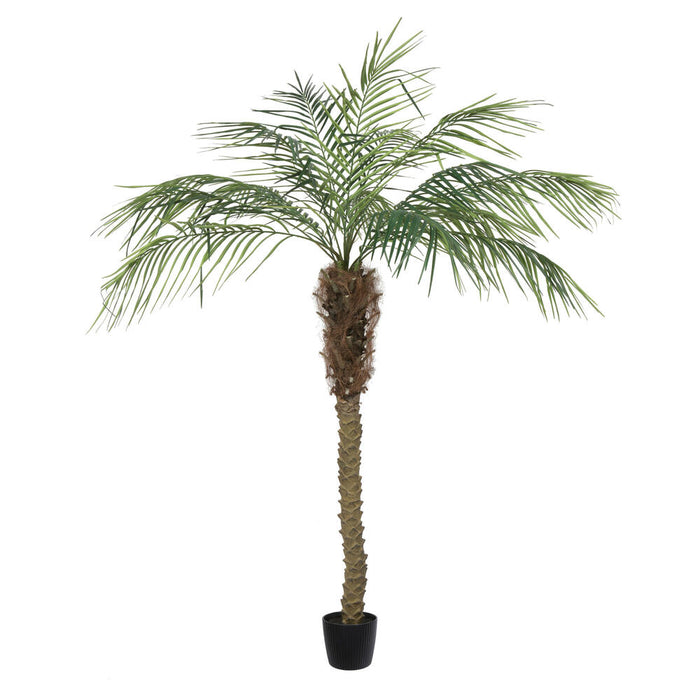 6' Phoenix Silk Palm Tree w/Pot -Green - TB180372