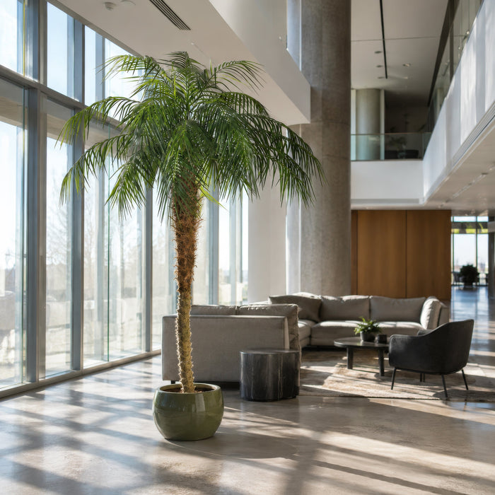 8' Phoenix Silk Palm Tree w/Pot -Green - TB180396