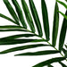 7' Kentia Silk Palm Tree w/Plastic Pot -Green - TB190570