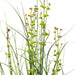 36" IFR PVC Seeded Eucalyptus Grass Artificial Plant w/Pot -Green - TN170236