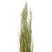 36" IFR PVC Mixed Grass Artificial Plant w/Pot -Green/Brown - TN171036