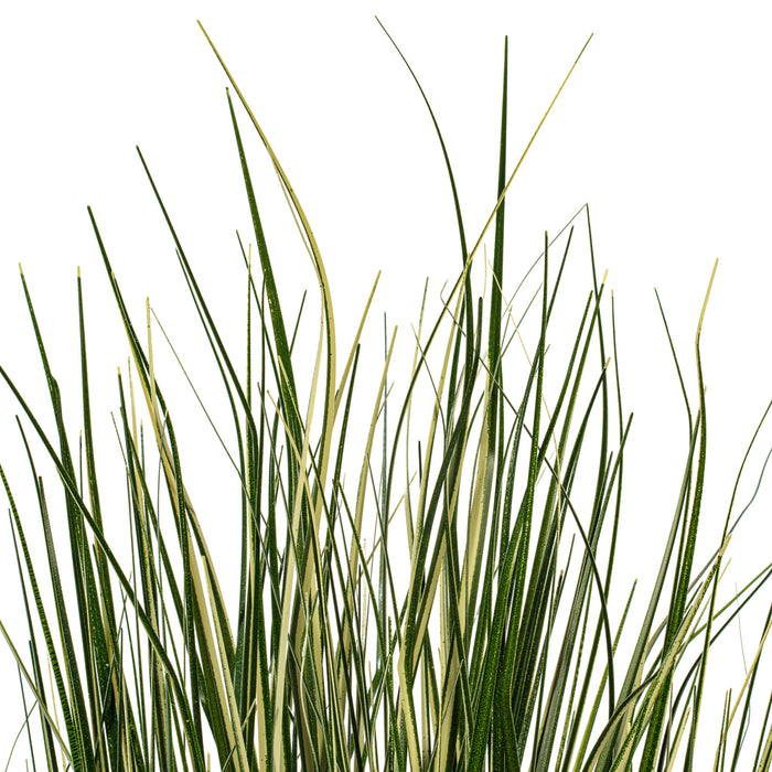 2' Outdoor UV-Resistant Artificial Evergold Grass Plant w/Pot -Green/Cream (Pack of 2) - TN251124UV