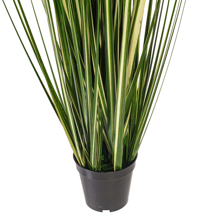 3' Outdoor UV-Resistant Artificial Evergold Grass Plant w/Pot -Green/Cream (Pack of 2) - TN251136UV