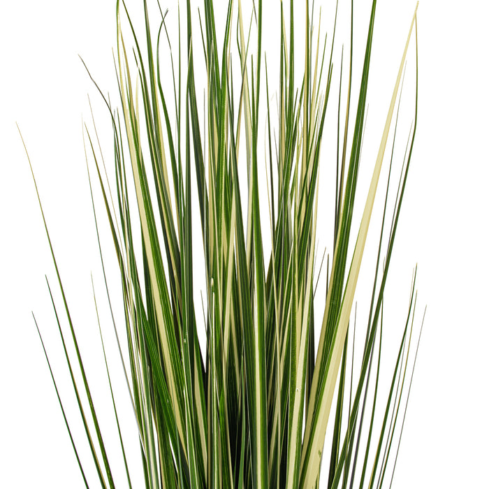 3' Outdoor UV-Resistant Artificial Evergold Grass Plant w/Pot -Green/Cream (Pack of 2) - TN251136UV