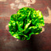 6" Artificial Lettuce -Green (pack of 12) - VZL032-GR