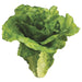 6" Artificial Lettuce -Green (pack of 12) - VZL032-GR