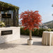 6' Custom-Made Outdoor UV-Proof Artificial Japanese Maple Tree w/Pot -Burgundy - W1000B