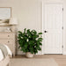 44" Custom-Made Soft-Touch Flowering Peace Lily Spathiphyllum Silk Plant w/Pot -Green/Cream - W1390