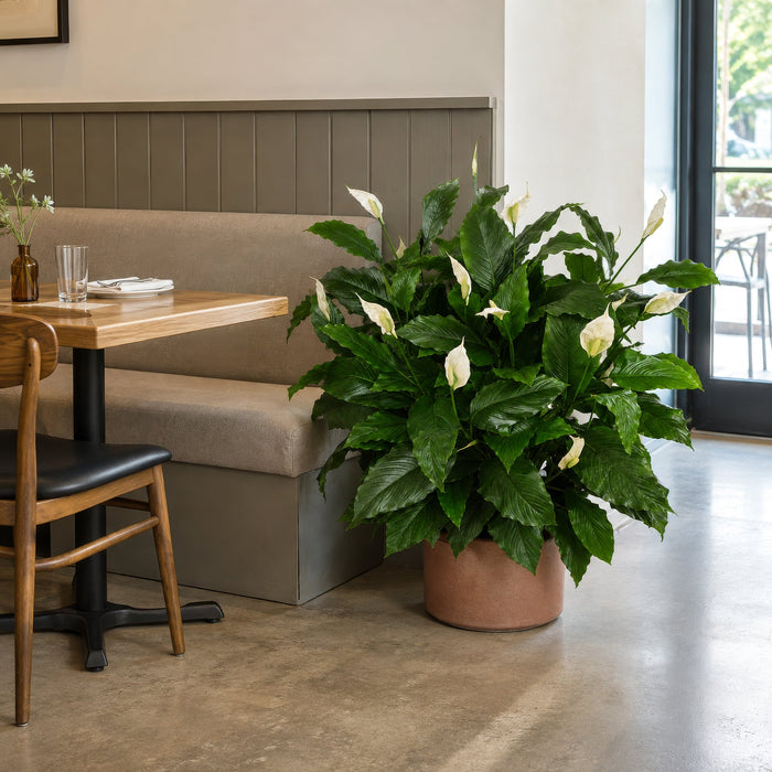 44" Custom-Made Soft-Touch Flowering Peace Lily Spathiphyllum Silk Plant w/Pot -Green/Cream - W1390