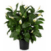 44" Custom-Made Soft-Touch Peace Lily Spathiphyllum Silk Plant w/Pot -Green/Cream - W1390