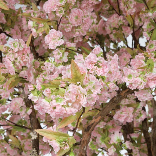 8' Cherry Blossom Silk Tree w/Pot -Pink - W150070