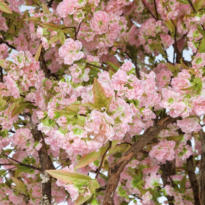 8' Cherry Blossom Silk Tree w/Pot -Pink - W150070