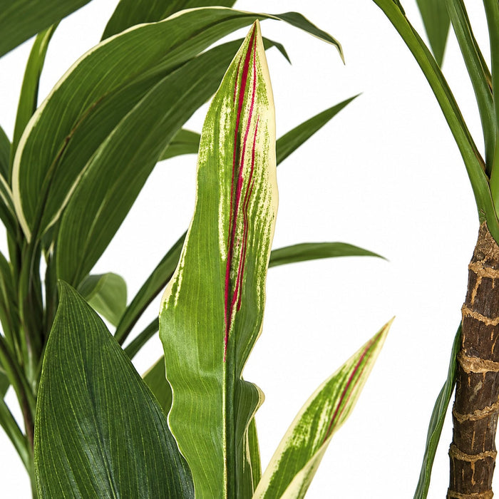 5' Cordyline Silk Plant w/Pot -Green/Cream - W170020