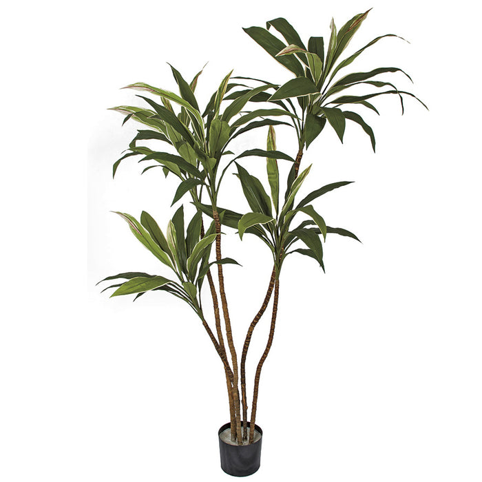 5' Cordyline Silk Plant w/Pot -Green/Cream - W170020