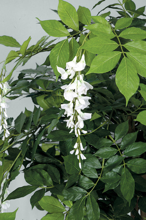 8' Hanging Wisteria Blossom Flower Silk Tree w/Pot -White - W-200020