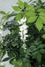 8' Hanging Wisteria Blossom Flower Silk Tree w/Pot -White - W-200020