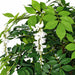 8' Hanging Wisteria Blossom Flower Silk Tree w/Pot -White - W-200020