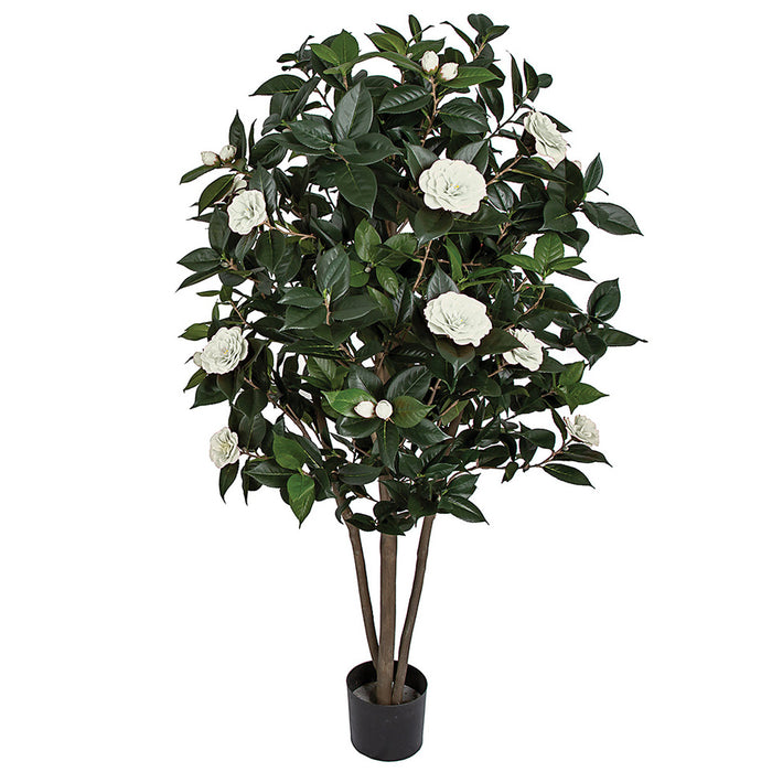 plant camellia in pot 5' Flowering Camellia Silk Tree w/Pot -Cream