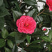 5' Flowering Camellia Silk Tree w/Pot -Beauty - W200090