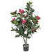 3' Flowering Camellia Silk Tree w/Pot -Beauty - W200100