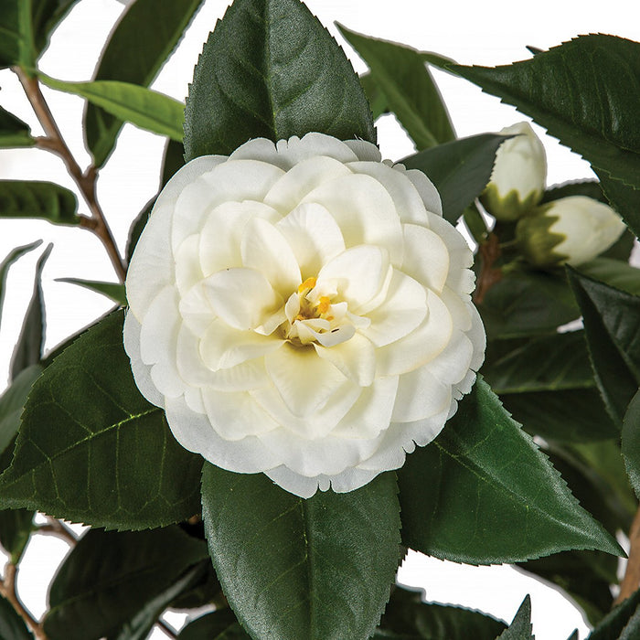 5' Flowering Camellia Silk Tree w/Pot -Cream - W200095