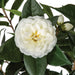 5' Flowering Camellia Silk Tree w/Pot -Cream - W200095