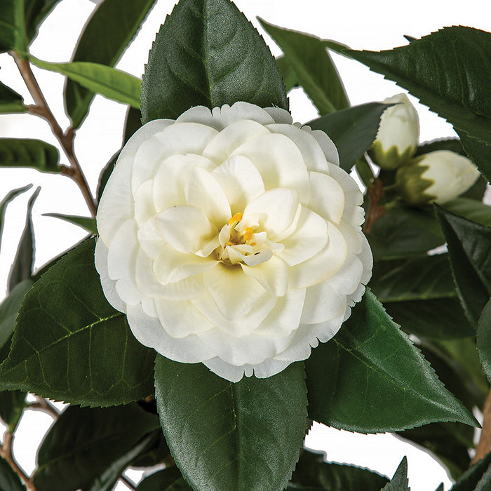 3' Flowering Camellia Silk Tree w/Pot -Cream - W200105