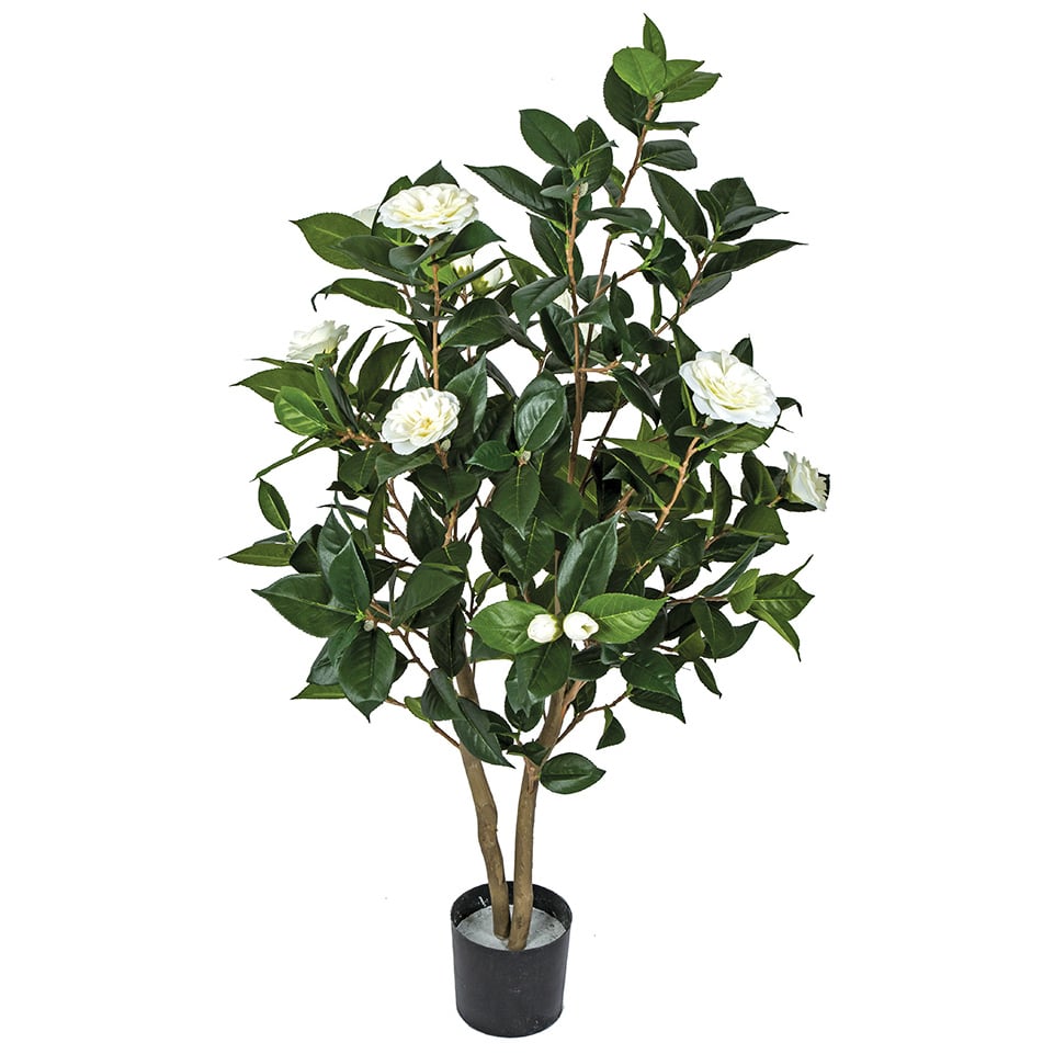 camellia pot plant 3' Flowering Camellia Silk Tree w/Pot -Cream