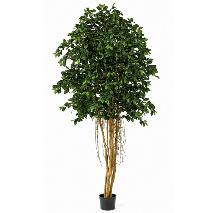 6'6" Ficus Silk Tree w/Pot & Air Roots -2,880 Leaves -Green - W2610
