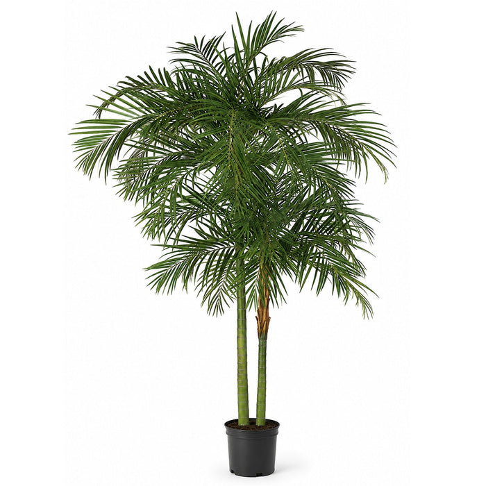 10' Areca Silk Palm Tree w/Pot -Green - W2691