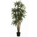 6' Dracaena Warneckii Silk Tree w/Pot -Green/White - W-2750