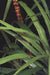 6'6" Dracaena Marginata Silk Tree w/Pot -Green/Red - W2770