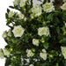 4' Artificial Double Ball-Shaped Mini Rose Topiary Tree w/Pot -White/Green - W60230
