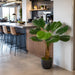 4'9" Ruffled Fan Palm Silk Plant w/Pot -Green - W80190