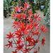 6' Custom-Made Outdoor UV-Proof Artificial Japanese Maple Tree w/Pot -Burgundy - W1000B