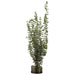 4'8" Silk Eucalyptus Plant w/Glass Vase -Green - WF9196-GR