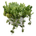 11"Hx15" Artificial Echeveria & Sedum Plant w/Terra Cotta Pot -Green - WF9391-GR