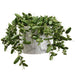 9"Hx14" Artificial Dischidia Succulent Plant w/Pot -Green - WF9396-GR