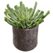 11"Hx10" Artificial Echeveria Succulent Plant w/Pot -Green - WF9398-GR