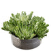 11"Hx19" Artificial Echeveria Succulent Plant w/Planter -Green - WF9401-GR